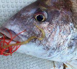 YELLOW-TAIL イエローテール 釣果