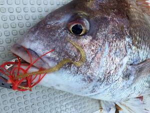 YELLOW-TAIL イエローテール 釣果