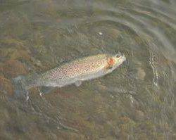 蓼の海(たてのうみ) 釣果