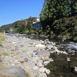 狩野川(狩野川漁業協同組合) 釣果