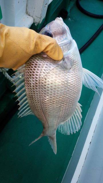 第３浜丸 釣果