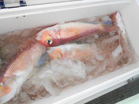 こうゆう丸 釣果