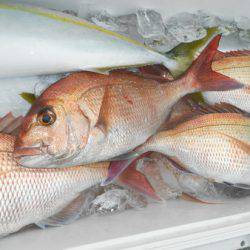 こうゆう丸 釣果