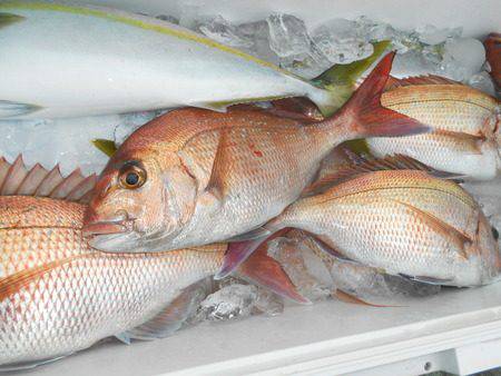 こうゆう丸 釣果