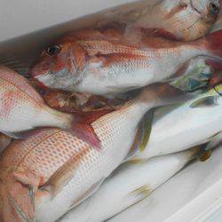 こうゆう丸 釣果