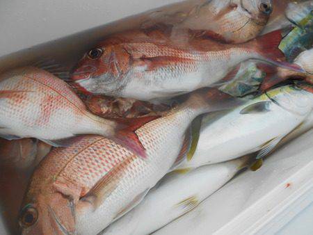 こうゆう丸 釣果