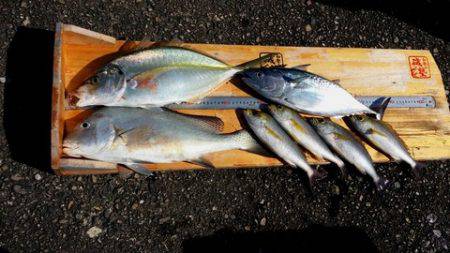 第3浜丸 釣果