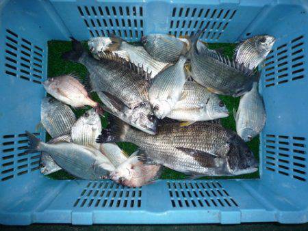 海山フィッシングセンター 釣果