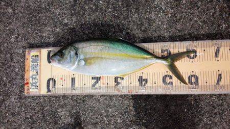 第3浜丸 釣果