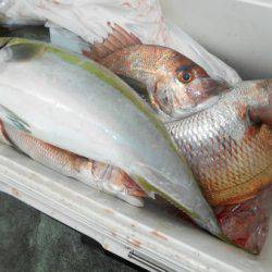 こうゆう丸 釣果