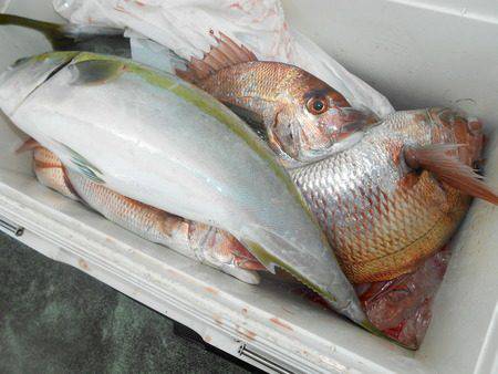 こうゆう丸 釣果