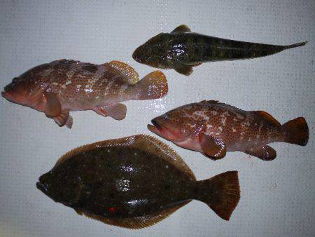 TOPGUN名古屋 釣果