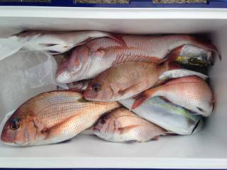 なかくに丸 釣果