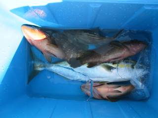 なかくに丸 釣果