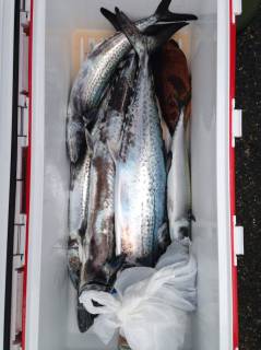 なかくに丸 釣果