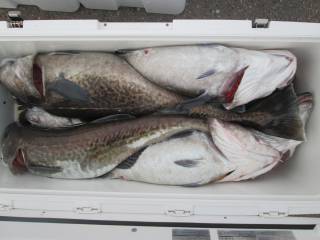 なかくに丸 釣果