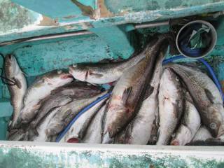 なかくに丸 釣果
