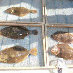 大進丸（愛知） 釣果