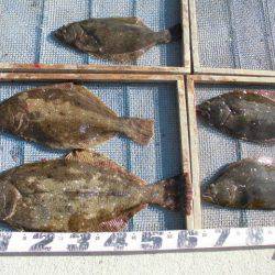 大進丸（愛知） 釣果