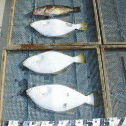 大進丸（愛知） 釣果