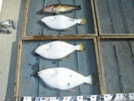 大進丸（愛知） 釣果