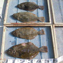 大進丸（愛知） 釣果