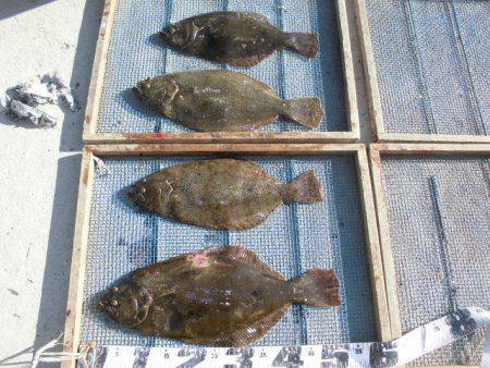 大進丸（愛知） 釣果