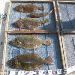 大進丸（愛知） 釣果