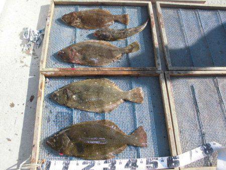 大進丸（愛知） 釣果