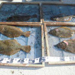 大進丸（愛知） 釣果