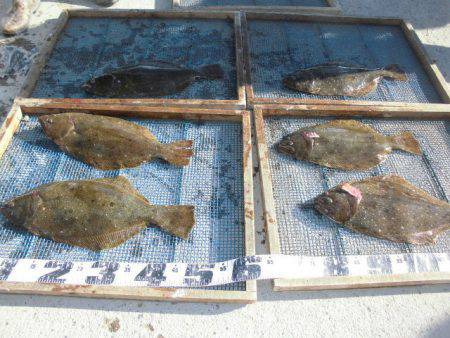 大進丸（愛知） 釣果