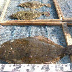 大進丸（愛知） 釣果