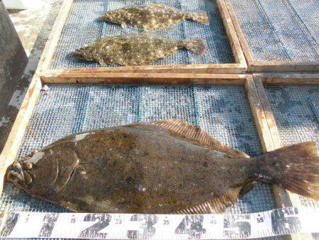 大進丸（愛知） 釣果