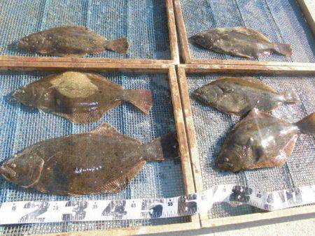 大進丸（愛知） 釣果