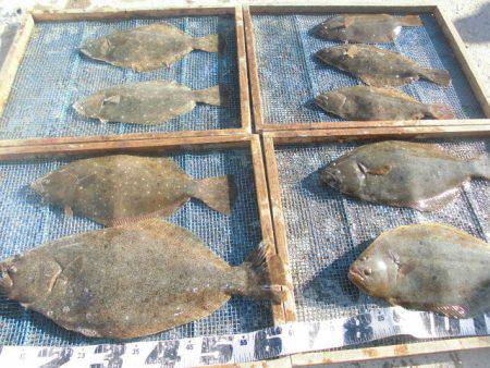 大進丸（愛知） 釣果