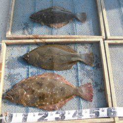 大進丸（愛知） 釣果