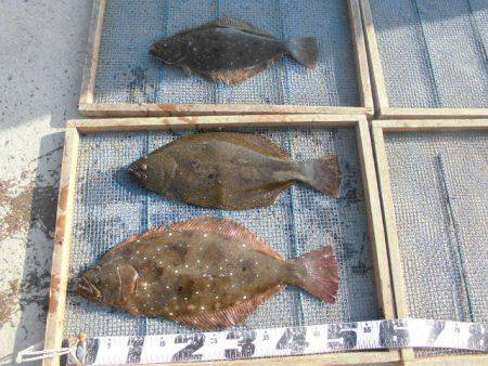 大進丸（愛知） 釣果