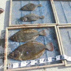 大進丸（愛知） 釣果