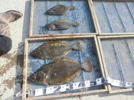 大進丸（愛知） 釣果