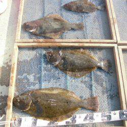 大進丸（愛知） 釣果