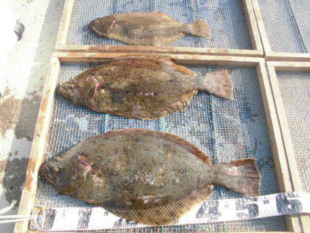 大進丸（愛知） 釣果