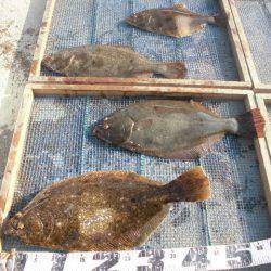 大進丸（愛知） 釣果