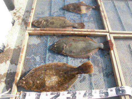 大進丸（愛知） 釣果