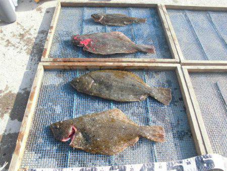 大進丸（愛知） 釣果