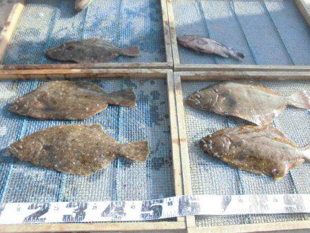 大進丸（愛知） 釣果