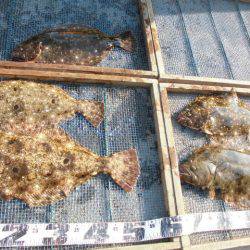 大進丸（愛知） 釣果