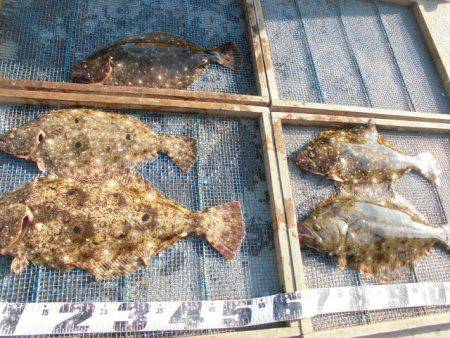 大進丸（愛知） 釣果