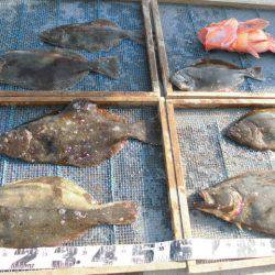 大進丸（愛知） 釣果