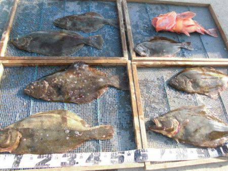 大進丸（愛知） 釣果