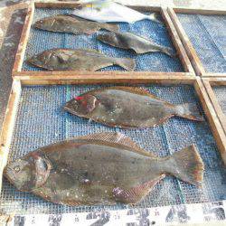 大進丸（愛知） 釣果